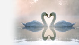 two swans form a heart