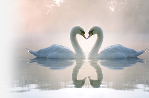 teo swans form a heart