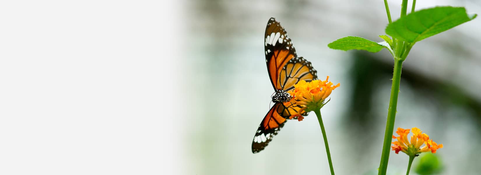monarch butterfly lighting on a flower